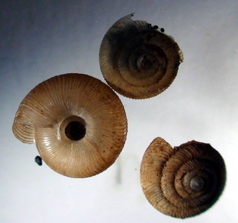 Pleurodiscus balmei (Potiez & Michaud, 1838) al Circeo